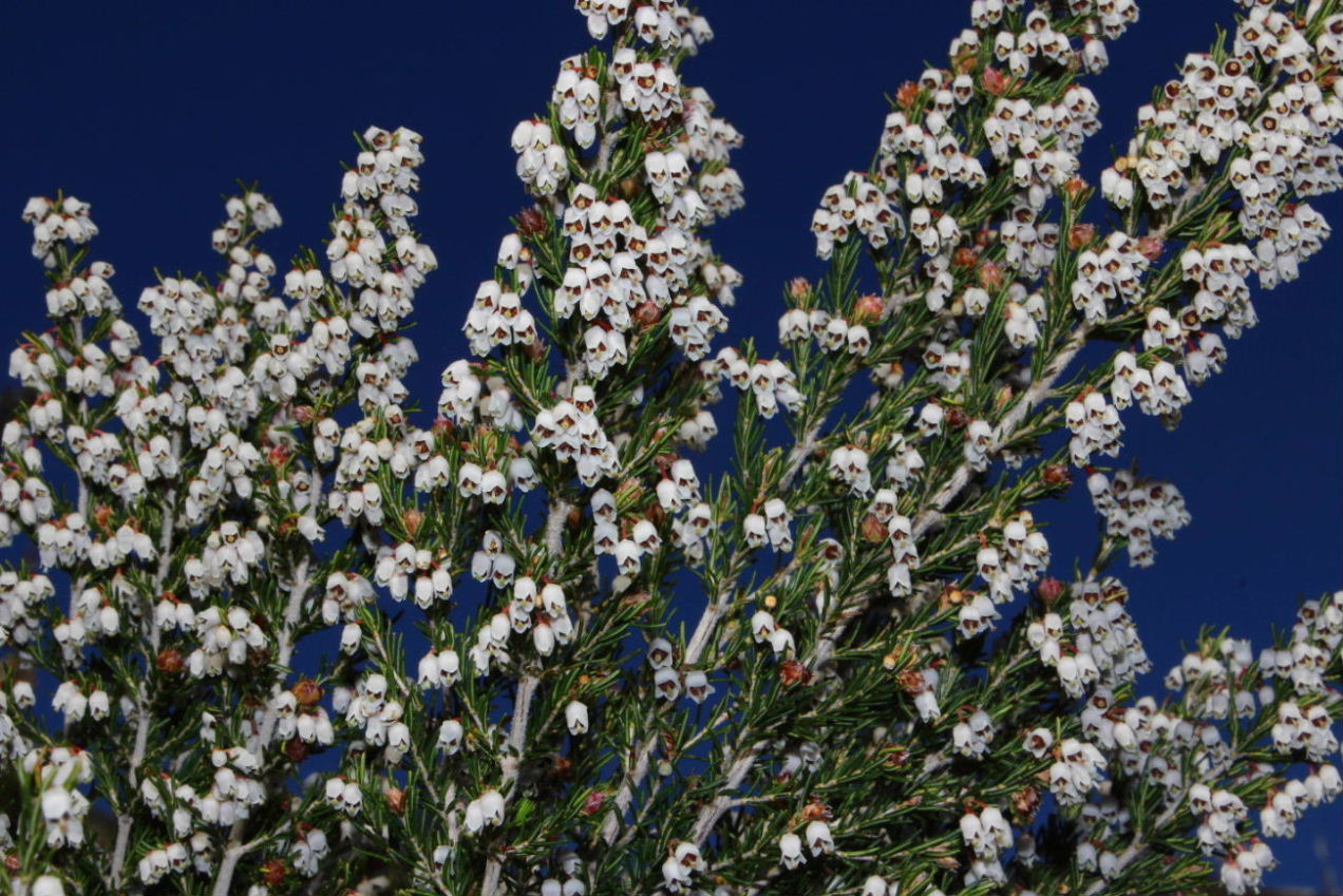 Le ultime arrivate tra le piante gi fiorite